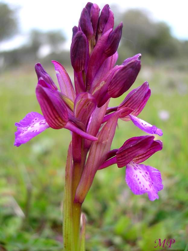 Orchidee dal Parco Naturale Regionale dei Monti Lucretili